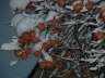 i miei cachi sotto la neve